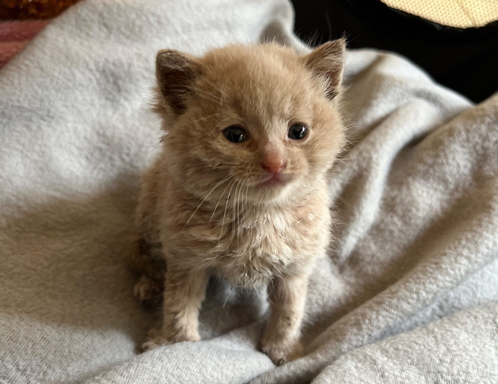 JB as a kitten