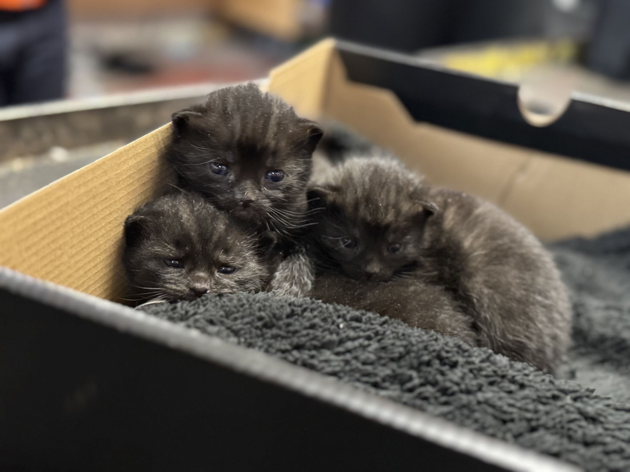 Other Kittens found at our facility
