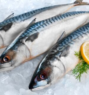 Food waste - fish on ice with slices of orange