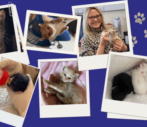 International Cat Day JB Recycling