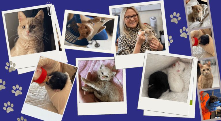 International Cat Day JB Recycling